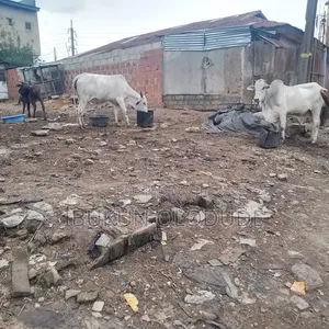 Half Plot of Land for Sale at Idi Araba Mushin