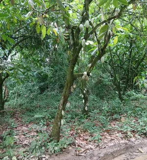 20 Acres Of Agricultural Land Available For Sale