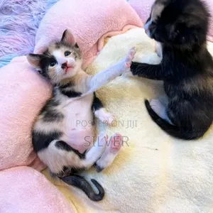 1-3 months Female Purebred American Shorthair