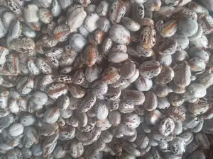 Castor Seeds Available
