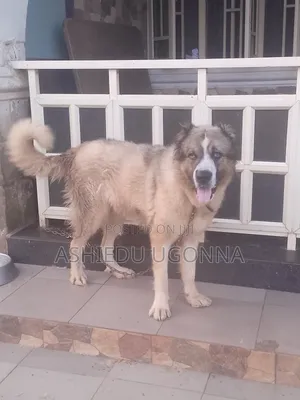 6-12 months Female Purebred Caucasian Shepherd