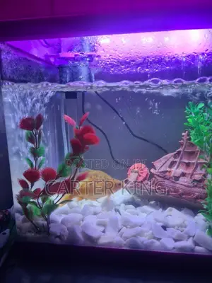 Fish Aquarium