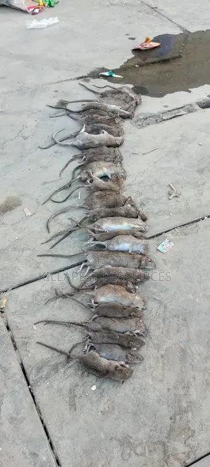 Most Wanted Rat Killer Expert: Guaranteed Results!