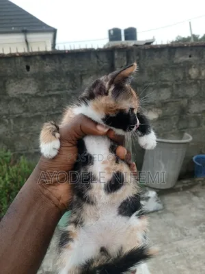 0-1 month Male Mixed Breed Bengal