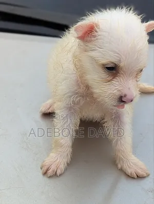 1-3 months Male Purebred American Eskimo