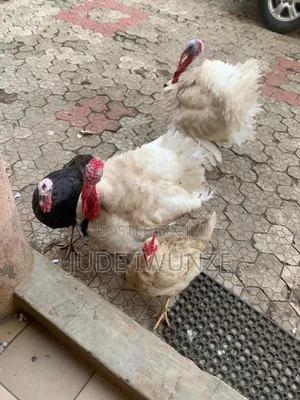 Fowl and Turkey