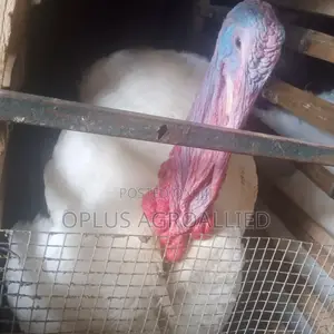 Giant Male Turkey