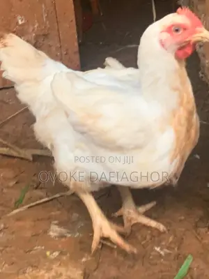 Big Chickens