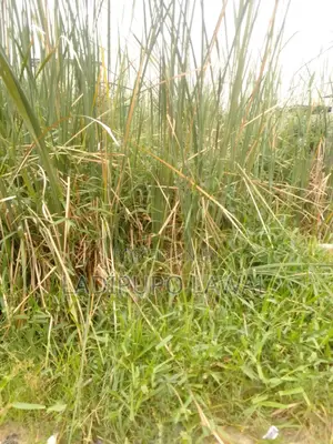 Half Plot of Land