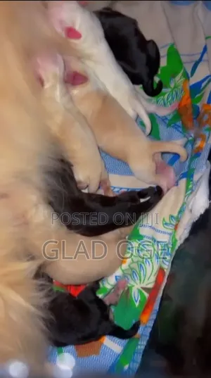 0-1 month Female Purebred Lhasa Apso