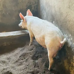 Pregnant Pig for Sale