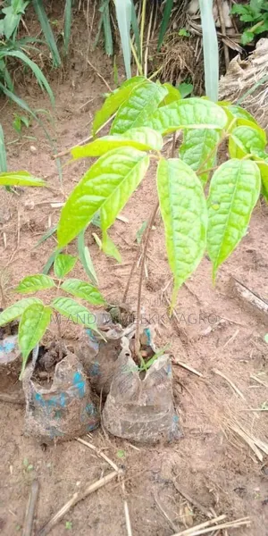 Ube (Local Pear Seedlings)