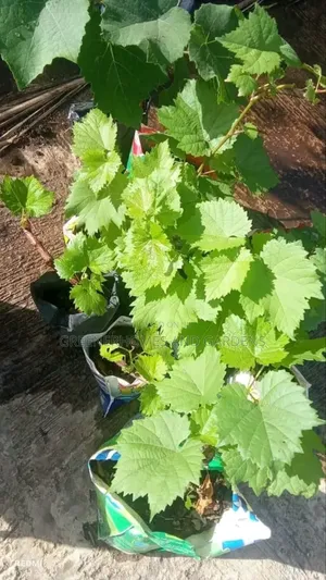 Grape Seedlings