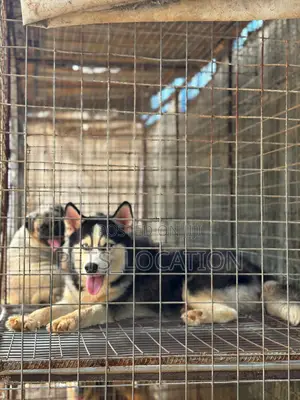 6-12 months Female Purebred Siberian Husky