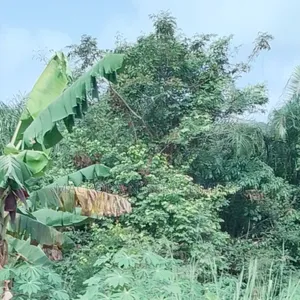 Land Available for Sale