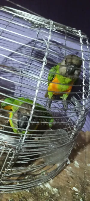 Parrots for Sale
