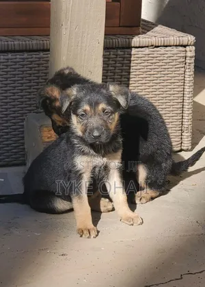 1-3 months Male Purebred German Shepherd