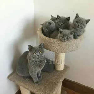1-3 months Female Purebred British Shorthair