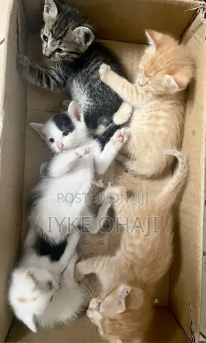 1-3 months Female Purebred American Shorthair