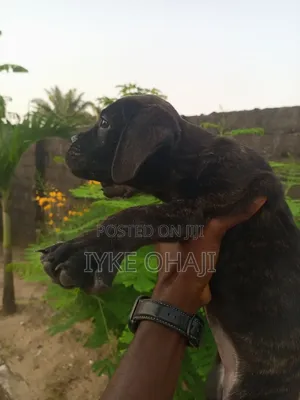 1-3 months Female Purebred Boerboel