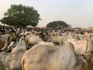 Cows for Sale in Abuja