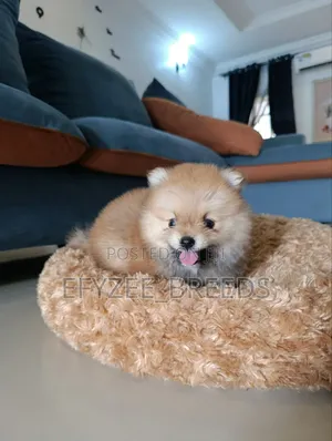 1-3 months Male Purebred Pomeranian