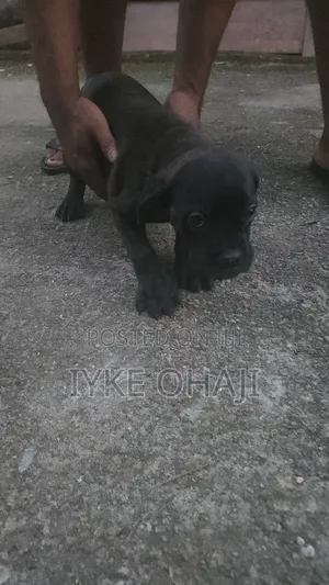 1-3 months Female Purebred Boerboel