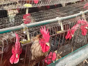 Big Live Noiller Chicken