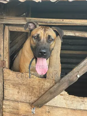 1-3 months Female Purebred Boerboel