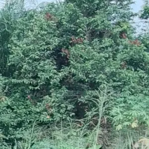 Full Plot of Land With Demolition Able Structure