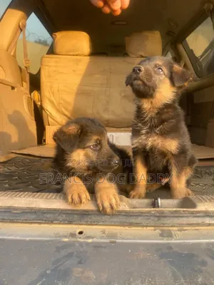 1-3 months Male Purebred German Shepherd