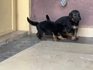 1-3 months Female Purebred German Shepherd