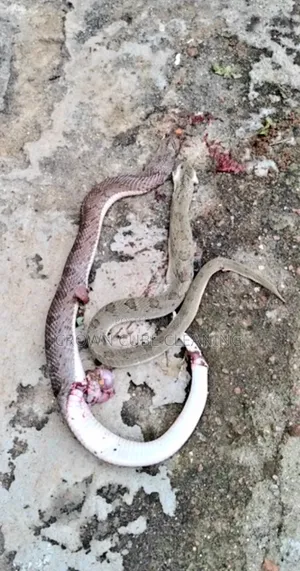 Call for Compound Fumigation for Snakes and Pest