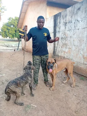 Police Dog Training on Obedience Command