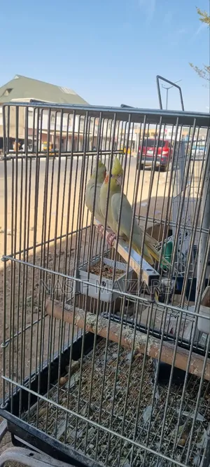 Cocktails Bird