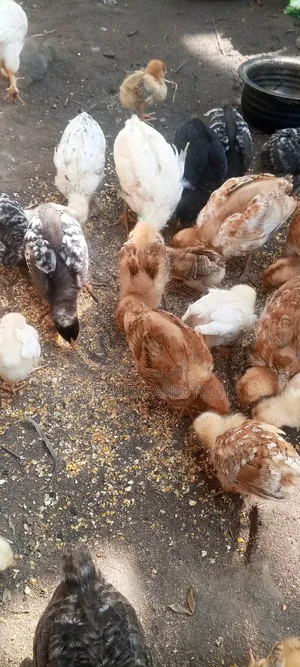 2 Months Old Local Chicken for Sale in Good Health Condition