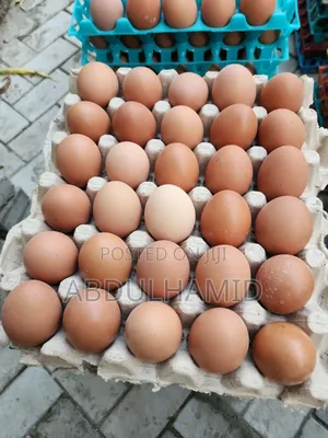 Fresh Eggs
