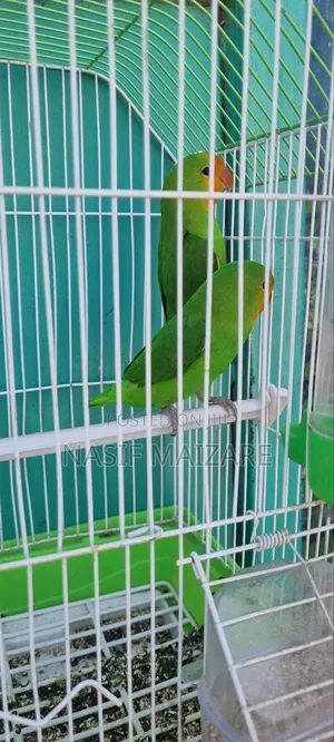 Lovely Bird With Cage