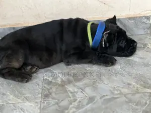 1-3 months Female Purebred Cane Corso