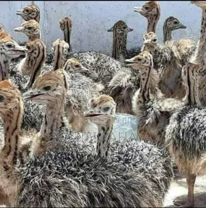 Poultry Livestock