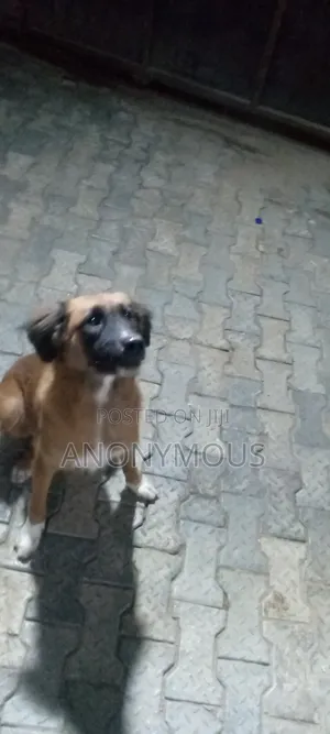 1+ year Female Mixed Breed German Shepherd