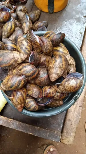 Mr.Snailfarmltd