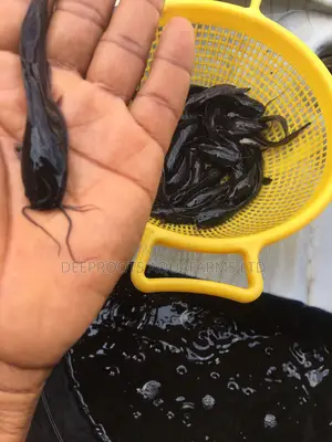(For #80 Only)African Catfish Juveniles- Fast Growth and High Yield