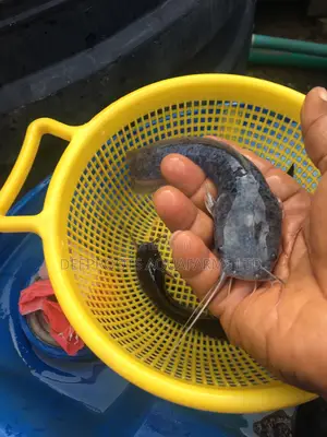 (For #130 Only )Grow Your Farm With Our Catfish Jumbo
