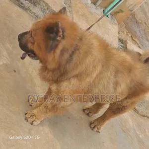 1+ year Male Purebred Chow Chow