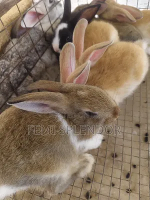 Rabbit for Sale