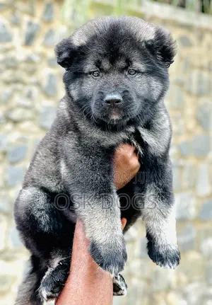 1-3 months Male Purebred Caucasian Shepherd