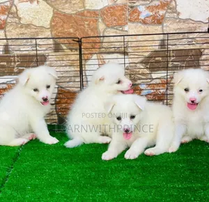 1-3 months Female Purebred American Eskimo