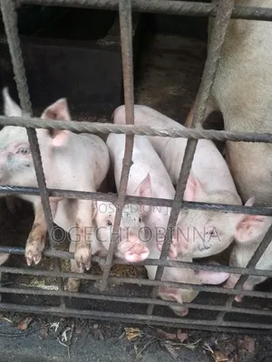 Hybrid Weaners Available for Sale