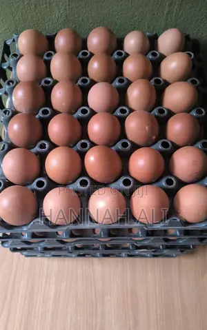 Fresh Eggs